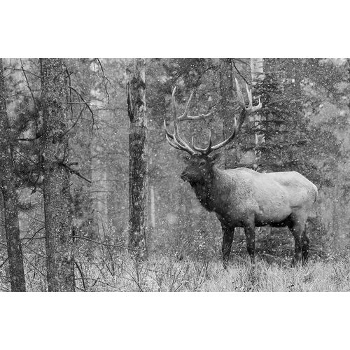 Bull Elk-autumn snow